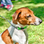 Rogz Gehoorzaamheids Halsband Half-check 8