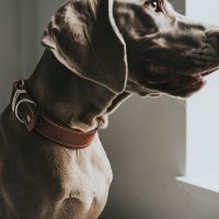 Hunter Halsband Aalborg Special Cognac 5