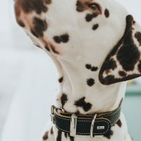 Hunter Halsband Aalborg Special Zwart 2