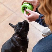 West Paw Zogoflex Rumbl 7