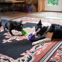 West Paw Zogoflex Rumbl 9