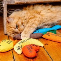 King Catnip Goldie 2
