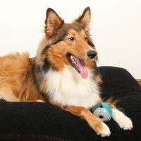 Luca Lagoon Hondenspeeltje 6