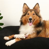 Milan Lagoon Hondenspeeltje 3