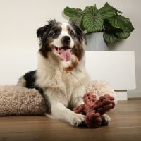 Dente Touwspeelgoed 9