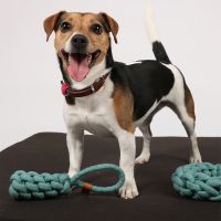 Kurt Gevlochten Kegel 11