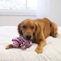 KONG Low Stuff Stripes Pig Meerkleurig 3