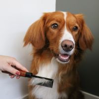 Japandi Ontwarkam 34 Bruin 4