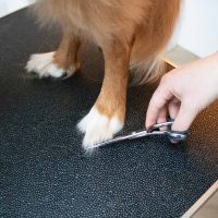 Japandi verzorgingsschaar Zilver 5