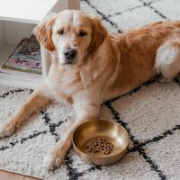 ROYAL Roestvrijstalen Hondenvoerbak 3