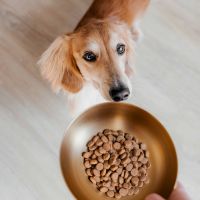 ROYAL Roestvrijstalen Hondenvoerbak 2